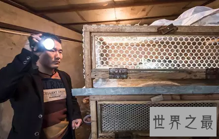 【图】绿茸线蛇 一千六百岁还是幼儿这是要修炼到化龙