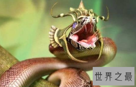 【图】绿茸线蛇 一千六百岁还是幼儿这是要修炼到化龙