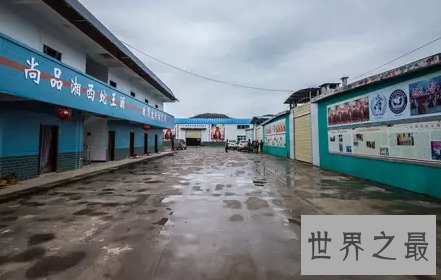 【图】绿茸线蛇 一千六百岁还是幼儿这是要修炼到化龙