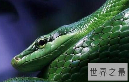 【图】绿茸线蛇 一千六百岁还是幼儿这是要修炼到化龙