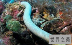 【图】绿茸线蛇 一千六百岁还是幼儿这是要修炼到化龙