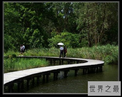 【图】红极一时的漫步人生路，演唱者邓丽君