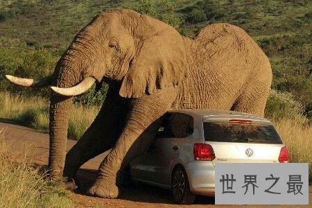 【图】大象的寿命终究有多长 能超过咱们人类吗