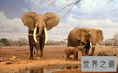 【图】大象的寿命终究有多长 能超过咱们人类吗