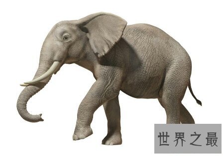 【图】大象的寿命终究有多长 能超过咱们人类吗