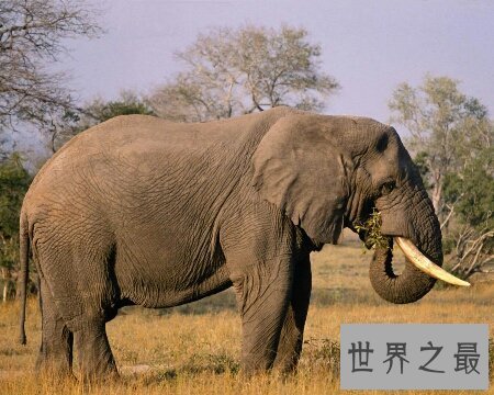 【图】大象的寿命终究有多长 能超过咱们人类吗