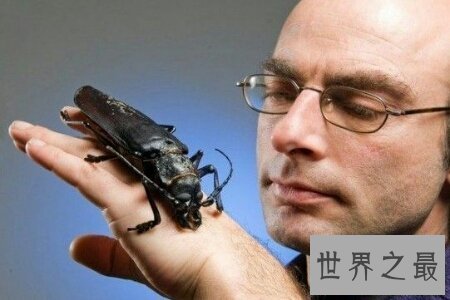 【图】泰坦甲虫的个头十分大 看起来十分的可怕
