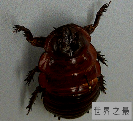 【图】泰坦甲虫的个头十分大 看起来十分的可怕