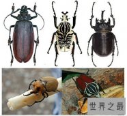 【图】泰坦甲虫的个头非常大 看起来非常的可怕