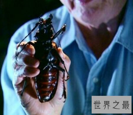 【图】泰坦甲虫的个头十分大 看起来十分的可怕