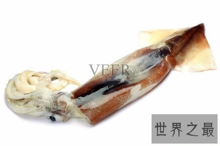 【图】大王陆鱿是鱿鱼的一种 长得十分的大