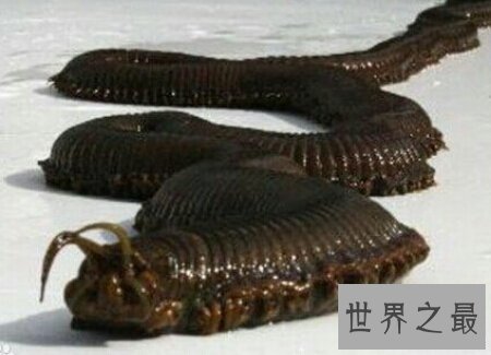 【图】蛀船虫到底是一种什么生物 它真的破坏船吗