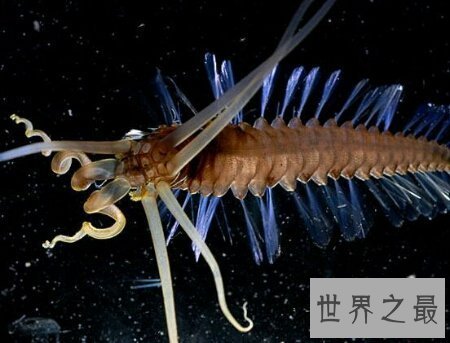 【图】蛀船虫到底是一种什么生物 它真的破坏船吗