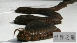 【图】蛀船虫到底是一种什么生物 它真的破坏船吗