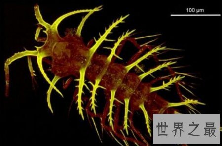 【图】蛀船虫到底是一种什么生物 它真的破坏船吗