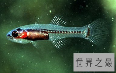 【图】这些风趣的动物知识你错过了很久