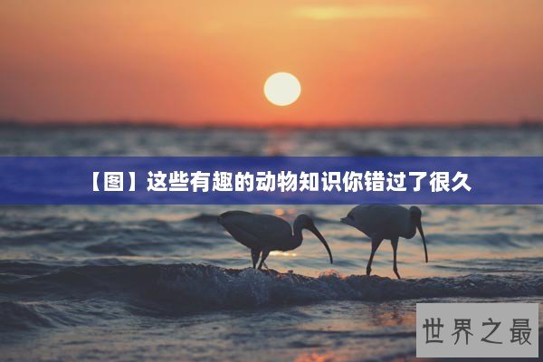 【图】这些有趣的动物知识你错过了很久