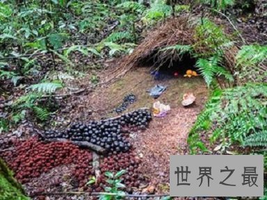 【图】这些风趣的动物知识你错过了很久