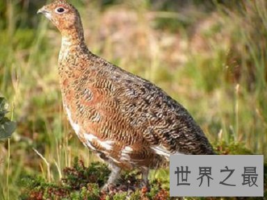 【图】这些风趣的动物知识你错过了很久