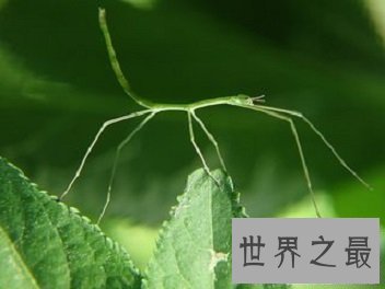 【图】这些风趣的动物知识你错过了很久