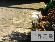 【图】爱情公寓里的蟑螂鼠终于找到原型了