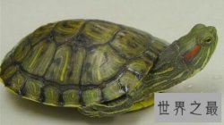 【图】龟中的短命王 巴西龟寿命究竟是有多长呢
