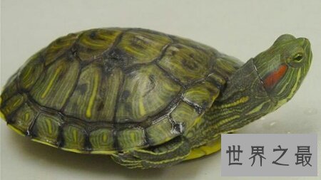 【图】龟中的短命王 巴西龟寿命终究是有多长呢
