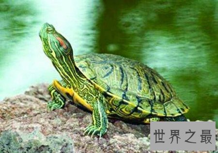 【图】龟中的短命王 巴西龟寿命终究是有多长呢