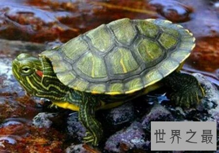 【图】龟中的短命王 巴西龟寿命终究是有多长呢
