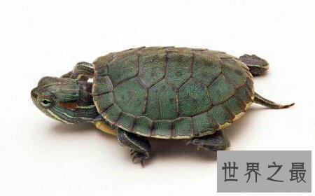 【图】龟中的短命王 巴西龟寿命终究是有多长呢