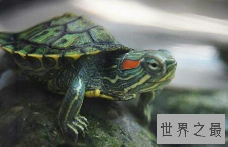 【图】龟中的短命王 巴西龟寿命终究是有多长呢