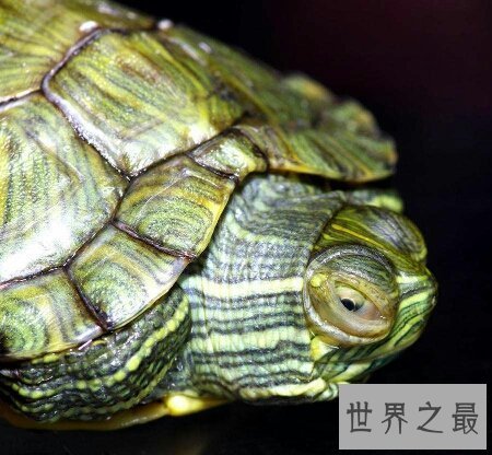 【图】龟中的短命王 巴西龟寿命终究是有多长呢
