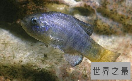 【图】你知道世界上濒临灭绝的一种鱼类沙漠鱼
