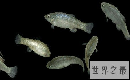 【图】你知道世界上濒临灭绝的一种鱼类沙漠鱼