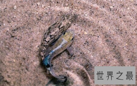 【图】你知道世界上濒临灭绝的一种鱼类沙漠鱼