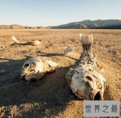 【图】你知道世界上濒临灭绝的一种鱼类沙漠鱼