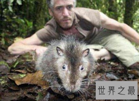 【图】世界上最大的老鼠是什么品种的 最大有多大呢