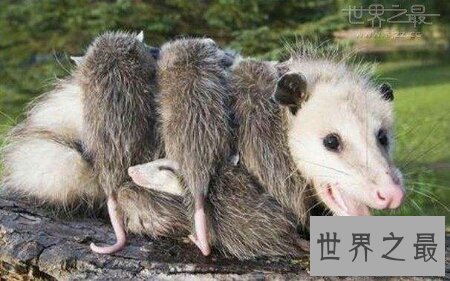 【图】世界上最大的老鼠是什么品种的 最大有多大呢