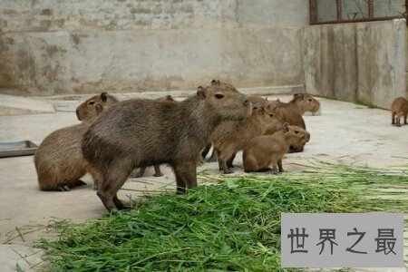 【图】世界上最大的老鼠是什么品种的 最大有多大呢