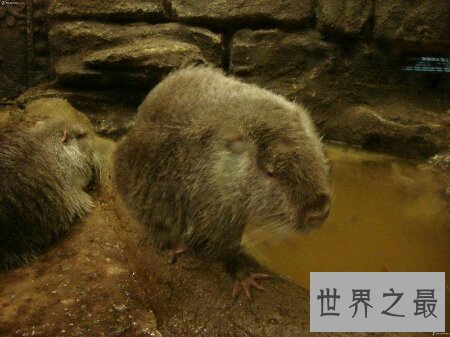 【图】世界上最大的老鼠是什么品种的 最大有多大呢