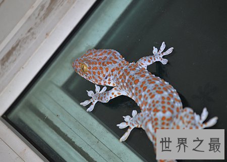 【图】小时分常见的大壁虎 你还记得他的样子吗