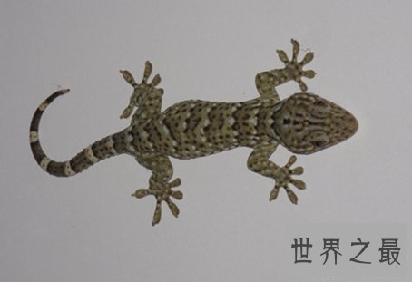 【图】小时分常见的大壁虎 你还记得他的样子吗