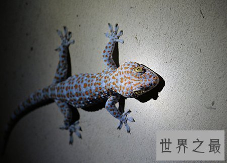 【图】小时分常见的大壁虎 你还记得他的样子吗