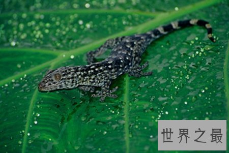 【图】小时分常见的大壁虎 你还记得他的样子吗