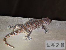 【图】小时候常见的大壁虎 你还记得他的样子吗