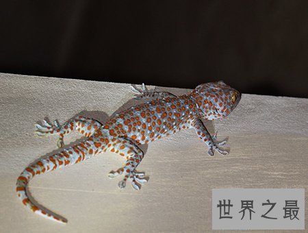 【图】小时分常见的大壁虎 你还记得他的样子吗