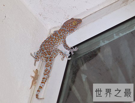 【图】小时分常见的大壁虎 你还记得他的样子吗