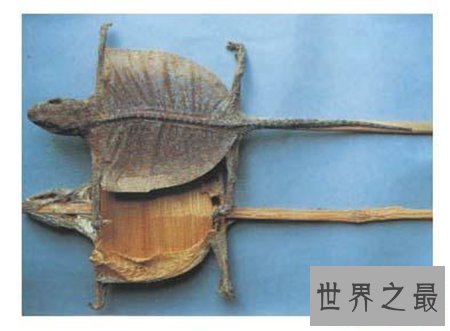 【图】小时分常见的大壁虎 你还记得他的样子吗