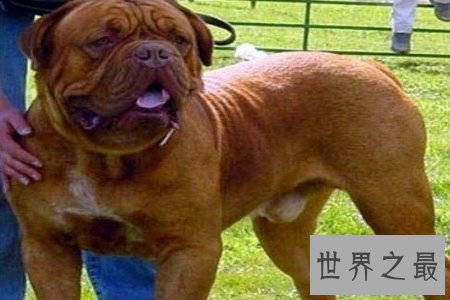 【图】狗狗是咱们的冤家 世界上最贵的狗是哪个呢