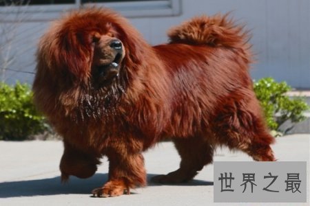 【图】狗狗是咱们的冤家 世界上最贵的狗是哪个呢